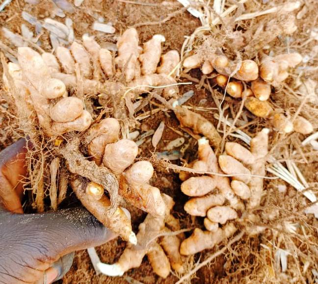 gingimbre et curcuma