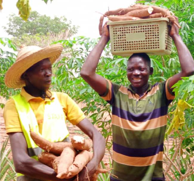 Manioc