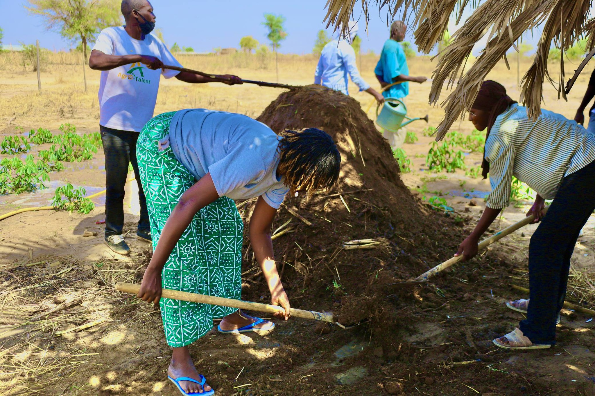 Agriculture au Tchad